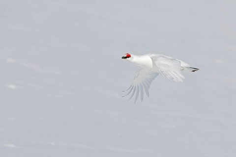 Rock ptarmigan (Lagopus muta, Tetrao mutus) male in white winter plumage with red eyebrows flying