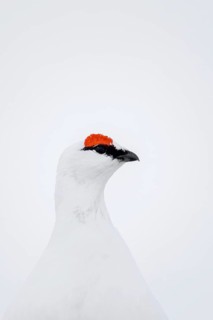 Rock ptarmigan (Lagopus muta hyperborea) male with red eyebrows showing white winter camouflage