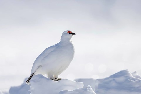 Rock ptarmigan (Lagopus muta hyperborea) male in white winter plumage with red eyebrows on snow