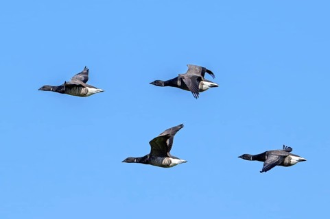 Flock of migrating brant geese, brent goose group (Branta bernicla) flying against blue sky during