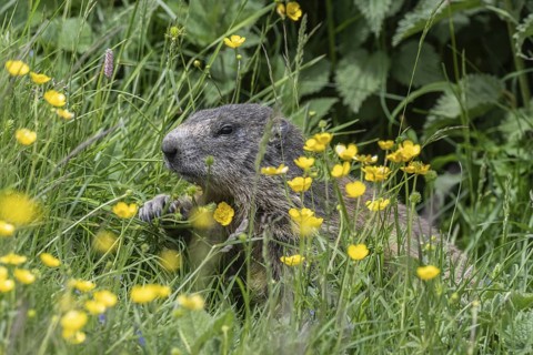 Marmot (Marmota marmota), Monte Baldo, Veneto, Italy