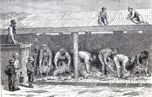 Agriculture, sheep shearing, shearing the wool of the sheep, around 1880, Australia, digitally