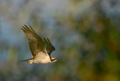 Flying osprey (Pandion haliaetus), Lower Rhine, North Rhine-Westphalia, Germany