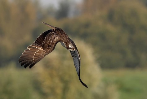 Osprey (Pandion haliaetus) in a dive, Lower Rhine, North Rhine-Westphalia, Germany