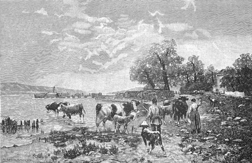 Embarkation of a herd of cattle on Lake Constance, Bavaria, Germany, Historical, digitally enhanced