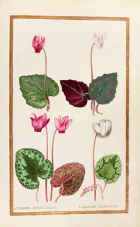 Cyclamen anthiochenum and bisantinum, cyclamen, historical, digitally enhanced reproduction from
