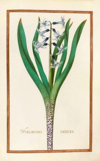Hyacinthus indicus, Hyacinthus orientalis, garden hyacinth, historical, digitally enhanced