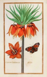 Imperial crown, Corona imperialis, historical, digitally enhanced reproduction from Theatrum florae