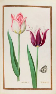 Tulips with butterfly, Historical, digitally enhanced reproduction from Theatrum florae (1624) by