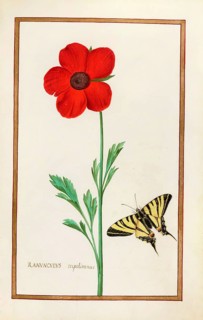 Ranunculus napolianus, Neapolitan buttercup, historical, digitally enhanced reproduction from
