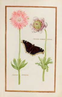 Anemone blanche double and Anemone superisse, historical, digitally enhanced reproduction from