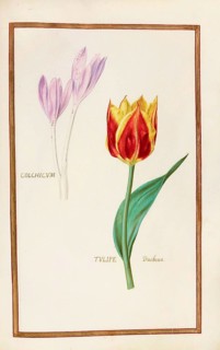 Tulip and crocus, historical, digitally enhanced reproduction from Theatrum florae (1624) by Daniel