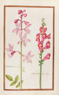 Fraxinella seu dipramus, Dictamnus fraxinella, burning bush, and Antirrhinum rubro, ruby