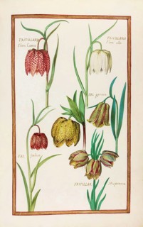 Fritillaria hispanna, checkerboard flower, historical, digitally enhanced reproduction from