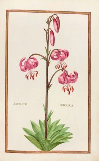 Martagum imperiale, Lilium martagon, also known as Turk's cap or Martagon lily, Historical,