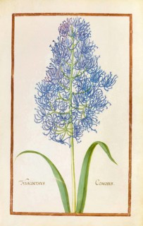 Hyacinth, historical, digitally enhanced reproduction from Theatrum florae (1624) by Daniel Rabel