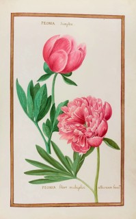 Peonia simplex, Peonia flore multiplici, Peony, Historical, digitally enhanced reproduction from