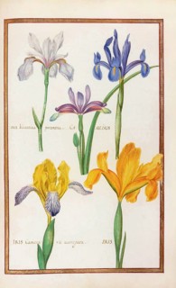 Iris, iris, historical, digitally enhanced reproduction from Theatrum florae (1624) by Daniel Rabel
