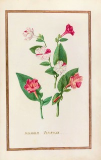 Mirabelis peruviana, Mirabilis jalapa, miracle flower or four o'clock flower, historical, digitally