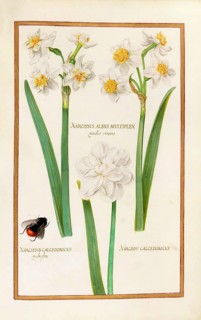 Narcissus, Narcissus albus, calcedonius, historical, digitally enhanced reproduction from Theatrum