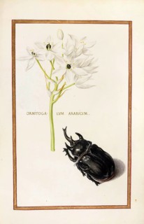 Ornitogalum arabicum, Arab's eye, Historical, digitally enhanced reproduction from Theatrum florae