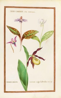Orchid Venus Slipper, Damazonium and Dens caninus, Historical, digitally enhanced reproduction from