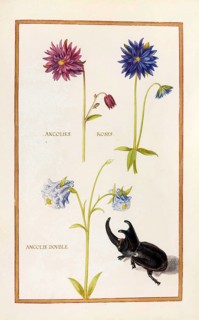 Ancolies roses, Ancolie double, Columbine, Historical, digitally enhanced reproduction from