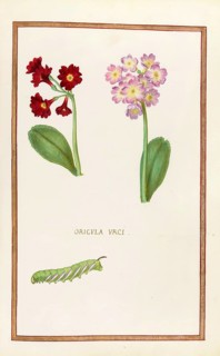 Primula vulgaris, Oricula urci, Historical, digitally enhanced reproduction from Theatrum florae