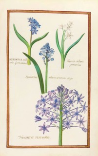 Hyacintus stellaris germanicus and Hycinthus peruvanus, Hyacinth, Historical, digitally enhanced