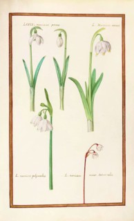 Daffodils, Levco narcissus, historical, digitally enhanced reproduction from Theatrum florae (1624)