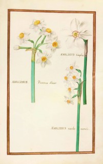 Narcissus, Narcissus simplex, pisanus, historical, digitally enhanced reproduction from Theatrum