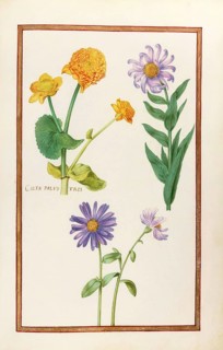 Calta palustris, marsh marigold, historical, digitally enhanced reproduction from Theatrum florae