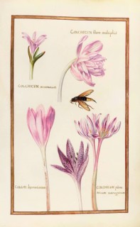 Colchicum montanum, Berg-Zeitlose, flore multiplici, bysantinum, panonicum, Herbstzeitlose,