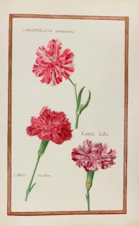 Cariophillata tornacensis, huttor and morillon, Caryophyllaceae, Dianthus, Carnation, Historical,