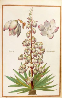 Yucca orientalis, palm lily or yucca, historical, digitally enhanced reproduction from Theatrum