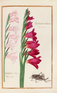 Gladiolys maior, Gladiolus, Historical, digitally enhanced reproduction from Theatrum florae (1624)