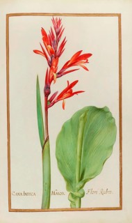 Canna indica, Pretoria Canna Lily, also known as Edible Canna, Achira or Kapacho, Australian