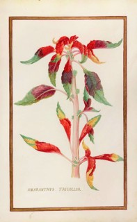 Amaranthus tricolor, Amaranthus tricolor or vegetable amaranth, historical, digitally enhanced