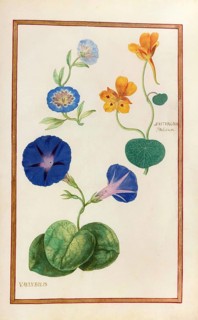 Nasturcium indicum, Indian cress or yellow cress and vaulubilis, Oceanblue morning glory, funnel