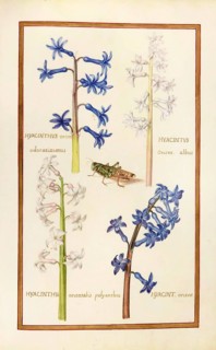 Hyacinthus indicus, Hyacinthus orientalis, garden hyacinth, historical, digitally enhanced