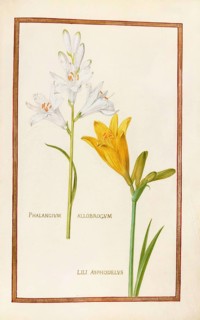 Phalangium allobrogum and Lili asphodelus, yellow daylily, Historical, digitally enhanced