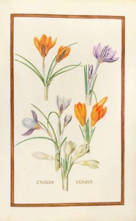 Crocus vernus, spring crocus, historical, digitally enhanced reproduction from Theatrum florae