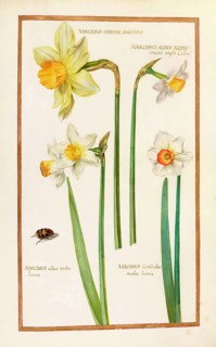 Daffodils, Narcissus albus, historical, digitally enhanced reproduction from Theatrum florae (1624)