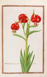 Martagum flore spadieoprecox, Turkish League, Historical, digitally enhanced reproduction from