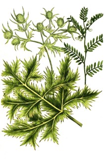 Ervum semine and Eryngium vulgare, Man's Thistle, Historic, digitally restored reproduction from a