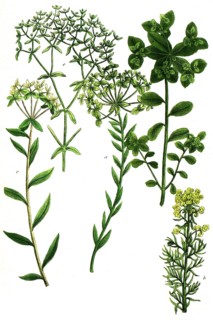 Spurge family, a. Esula, syn Tithymalus paralius, b. Esula minor, c. Esula syn Tithymalus siculus,