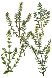 Eyebright, Euphrasia officinarum, coerulea, purpurea, lutea, Historical, digitally restored
