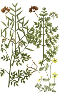 A. Ferula amoniaca, Ammoniacum gummi, vel Gummi hammoniacum, b. Ferula galbaniflua, Galban resin, c