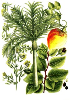 A. Fagus fau, beech, b. Falcata sylvestris, betel nut palm, c. Falcata altera, shag syn areca vel