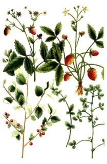 A. Foenum graecum, Trigonella foenum-graecum, fenugreek, b. Foernum graecum sylvestre, wild